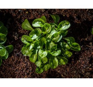 LISTNA ZELENJAVA MOTOVILEC 9 KOS