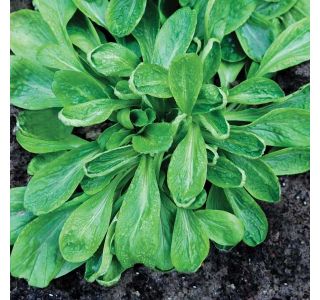 LISTNA ZELENJAVA SADIKE MOTOVILEC 9 KOS