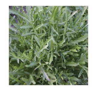 LISTNA ZELENJAVA SADIKE RUKOLE 9 KOS