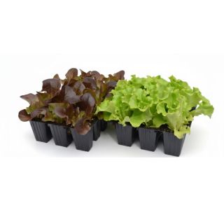 SOLATA 9 KOS ROZETASTA SOLATA 9 KOS ROZETASTA