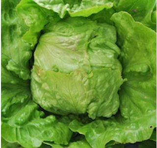 LISTNA ZELENJAVA SOLATA GLAVNATA 9 KOS