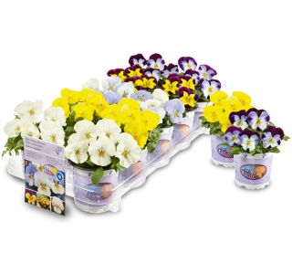 MAČEHA VOLMARY ICE TEENIES L11 CM