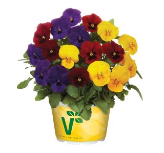 MAČEHA VOLMARY TRIX VIOLA X CORNUTA 13 CM