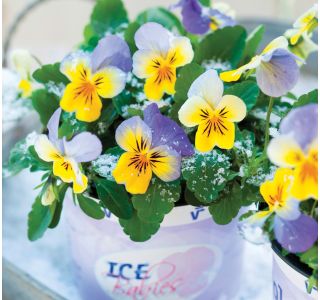 MAČEHA VOLMARY VIOLA X CORNUTA ICE BABIES 10.5 CM