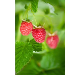 MALINA GLEN AMPLE BREZ TRNOV L11