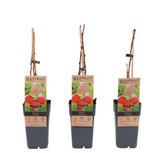 MALINA HERITAGE L2 L