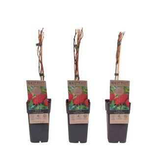 MALINA MALLING PROMIS L2 L