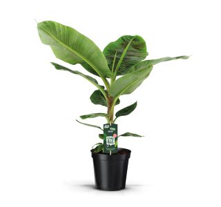 MEDITERANSKE RASTLINE BANANOVEC MUSA DWARF CAVENDISH L17 CM