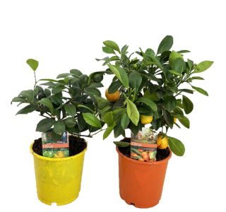 MEDITERANSKE RASTLINE CITRUS MIX L14 CM