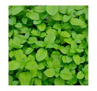 META VOLMARY ŠVICARSKA L12 SWISS