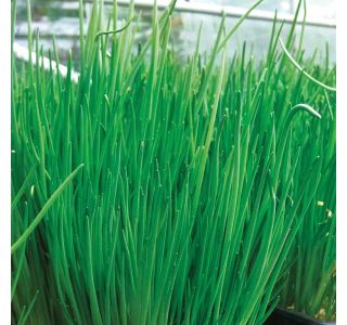 DROBNJAK L12 ALANDO STARO