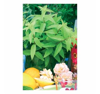 LIPPIA CITRIODORA FRESHMAN L12