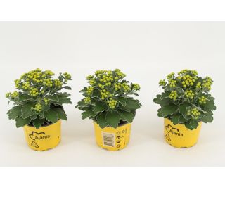 MIX JESENSKIH RASTLIN AJANIA PACIFICA L11 CM