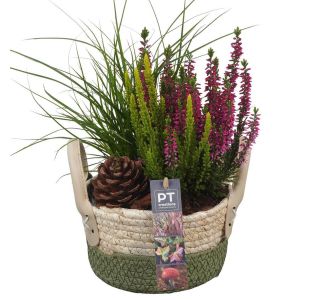 MIX JESENSKIH RASTLIN NASAD PTHO4170 V KOŠARI L17 CM