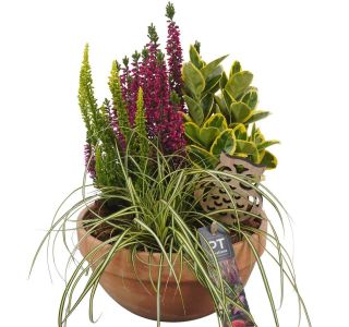 MIX JESENSKIH RASTLIN NASAD PTHO4257 V TERAKOTA SKLEDI L19 CM