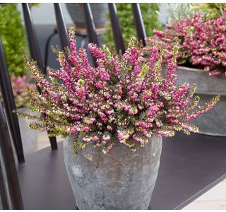 MIX JESENSKIH RASTLIN POMLADANSKA RESA L11 CM