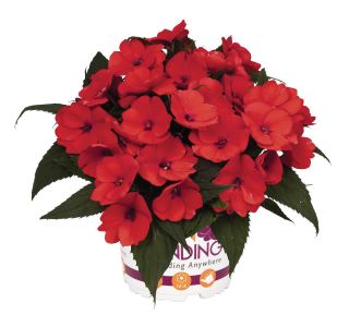 MIX STRUKTURNIH RASTLIN L12 CM MIX STRUKTURNIH RASTLIN L12 CM