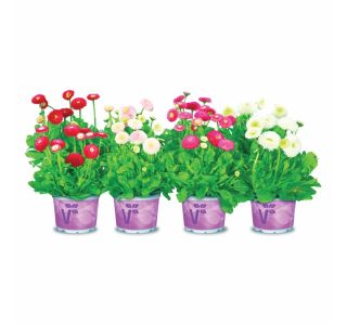 MIX POMLADNIH RASTLIN VOLMARY NAVADNA MARJETICA TASSO L11 CM BELLIS PERENNIS
