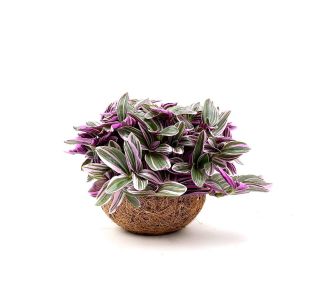 KOKODAMA TRADESKANCIJA  L15 CM