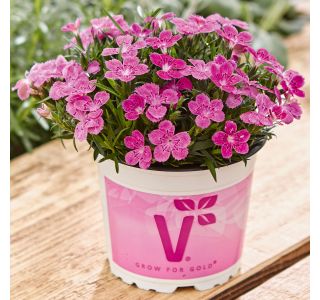 NAGELJ VOLMARY TINY PLEASURE PINK L11 NAGELJ VOLMARY TINY PLEASURE PINK L11