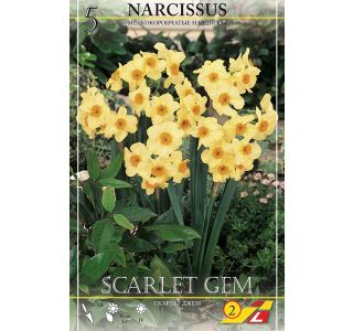 NARCISE SCARLET GEM