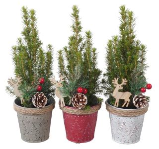 NASAD ZIMSKI ZUNANJI PTK25370 STOŽČASTA SMREKA L9 CM