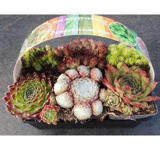 NETRESK KULTIPAK (6/1) L16 CM NETRESK KULTIPAK (6/1) L16 CM