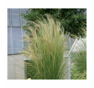 OKRASNA TRAVA VOLMARY STIPA TENUISSIMA PONYTAILS L11