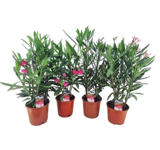 OLEANDER L17 CM