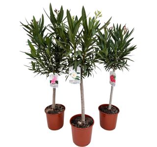 OLEANDER NA DEBLU L21 CM