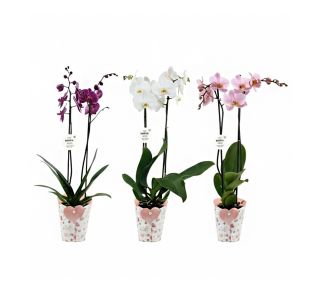 FALENOPSIS 2 ST LOVE MIX L12 CM FALENOPSIS 2 ST LOVE MIX L12 CM