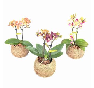 FALENOPSIS KOKODAMA 2 ST L12 CM