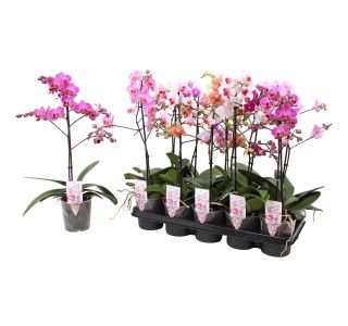 ORHIDEJA FALENOPSIS RAZVEJANA 1ST L12 CM