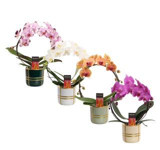 ORHIDEJA PHALAENOPSIS 2ST NA KROGU V OKRAS. LON. L12 CM
