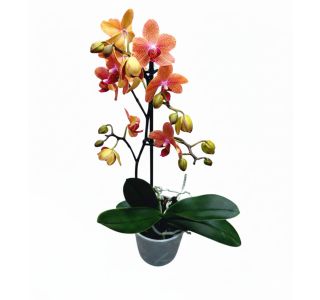 PHALAENOPSIS SUNSET LOVE 1ST RAZV. L12