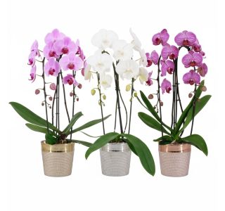 X-MAS CASCADE  2ST V OKRAS. LON L12 CM