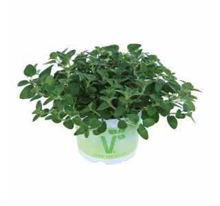 ORIGANO VOLMARY VULGARE MARGERITHA L12