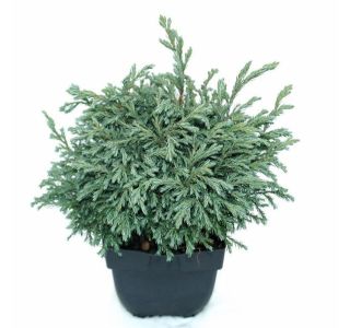 PACIPRESA GRAHASTA BABY BLUE L17