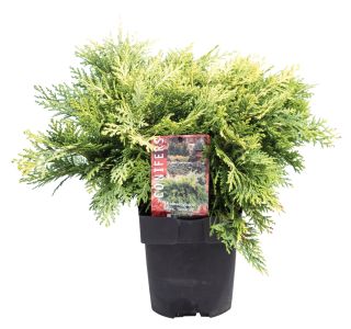 PACIPRESA LAVSONOVA L17