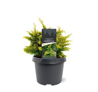 PACIPRESA OBTUSA FERNSPRAY GOLD L3 L