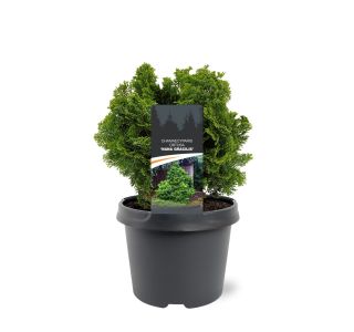 PACIPRESA OBTUSA NANA GRACILIS L3 L