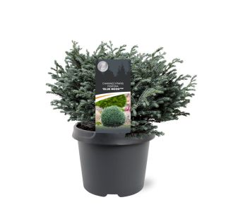 PACIPRESA PIS. BLUE MOON L3 L