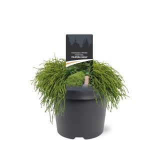 PACIPRESA PIS. FILIFERA NANA L19 CM