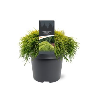 PACIPRESA PIS. SUNGOLD L3 L