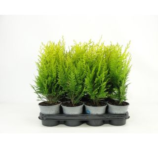 PACIPRESA STARDUST L11 CM