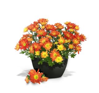 PE ZUNANJI LONEC Z VODNO REZERVO 28 CM