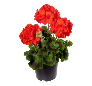 PELARGONIJA CALIOPA POLVISEČA ZONALE L12 CM PELARGONIJA CALIOPA POLVISEČA ZONALE L12 CM