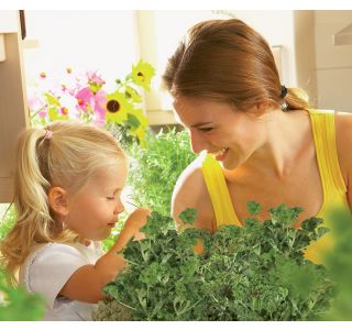 PELARGONIJA VOLMARY GRANDEUR ODORATA MIX L12 PELARGONIJA VOLMARY GRANDEUR ODORATA MIX L12