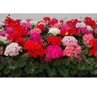 PELARGONIJA ZONALE L12 PELARGONIJA ZONALE L12