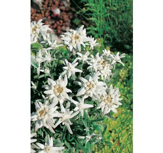 PLANIKA VOLMARY SILVER MOON L13 PLANIKA VOLMARY SILVER MOON L13